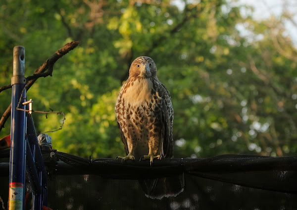 Tompkins Square red-tailed hawk fledgling