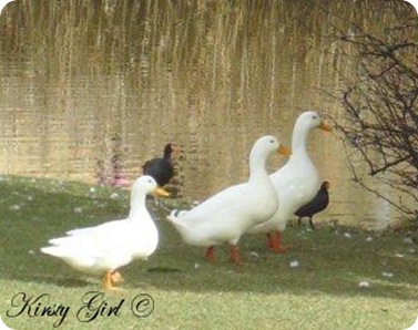 Picture 454blog3littleducks