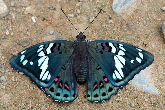 Euthalia lubentina the Gaudy Baron butterfly