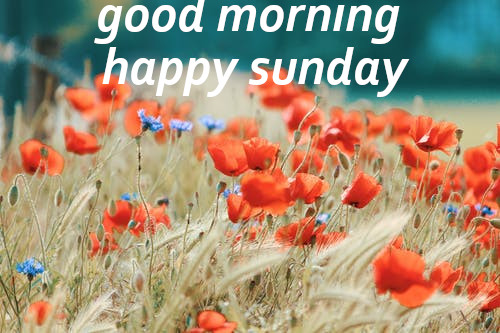 Good Morning Happy Sunday