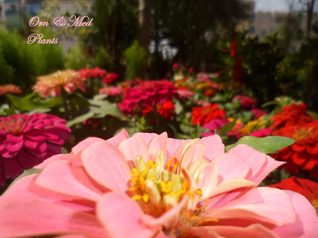 أزهار الزينيا Zinnia elegans