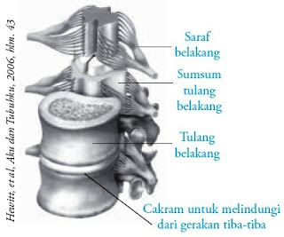 Sumsum tulang belakang atau tali spinal merupakan tali Pintar Pelajaran Sumsum Tulang Belakang Manusia : Struktur Fungsi Bagian