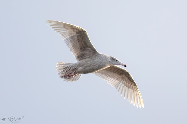 Glaucous gull