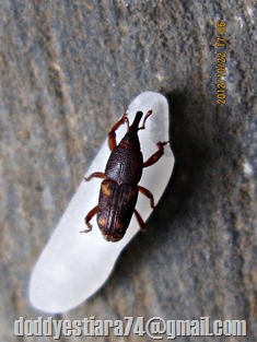 Coleoptera (beetles - kumbang) - Curculionidae (true weevils or snout beetles - kumbang moncong) - Sitophilus oryzae (rice weevil - kutu beras)_08