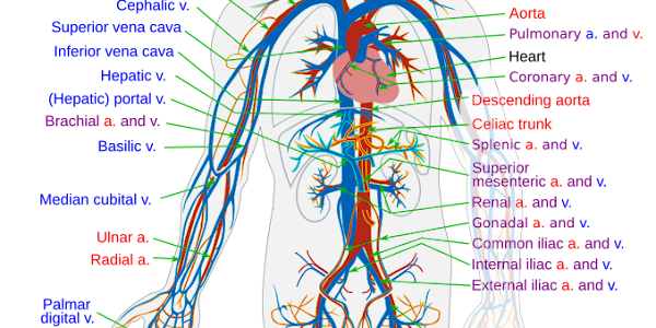 How Does the Circulatory System Work? A Complete Insight