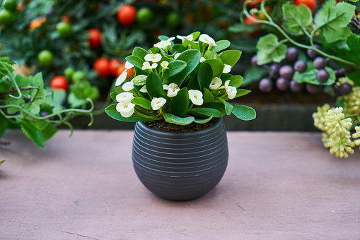 5 Amazing Health Benefits of House Plants