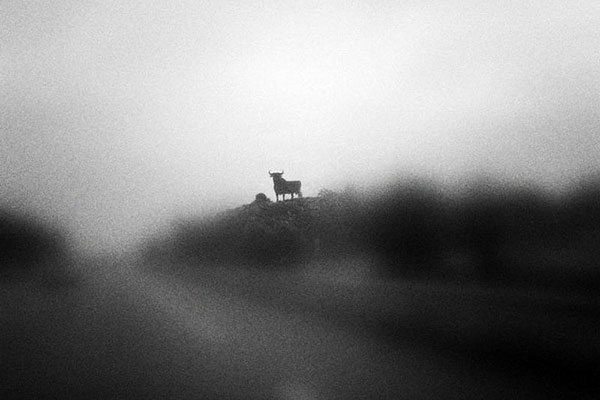 El cartel de un toro de Osborne desde una carretera.