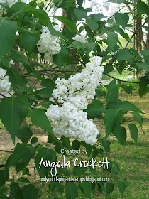 Angie Crockett's Lilac Bush