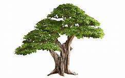 Tree image 4k