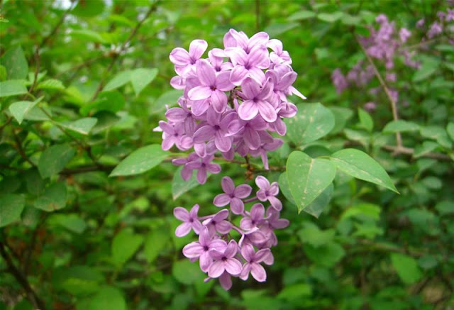 Lilac Flowers Pictures