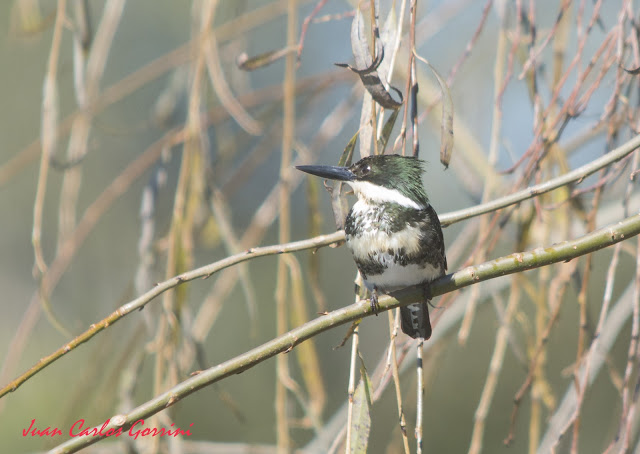 Avistaje de aves en Argentina, Salta. Birdwatching y fotografía de Juan Carlos Gorrini.