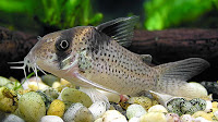 Memilih Induk Untuk Pembenihan Ikan Corydoras Memilih Induk Untuk Pembenihan Ikan Corydoras