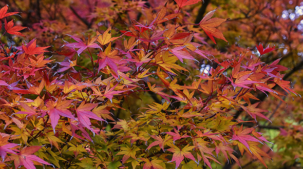 Hardy specimen trees for marietta georgia include japanese maple