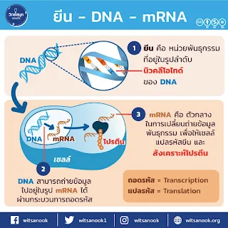 วัคซีนชนิด mRNA คืออะไร? และเรื่องน่ารู้เกี่ยวกับวัคซีนป้องกันไวรัสโควิด 19 [COVID-19]