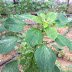 The Magic of Acalypha indica (Ada Namma Kuppaimeni - குப்பைமேனி)