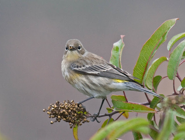 Non-breeding Yellow-rumped Warbler (Audubon's form)