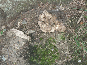 Maitake / Hen of the Woods Mushroom