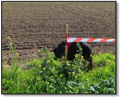 neugieriger Hund