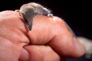 Etruscan shrew (Suncus etruscus) mamalia terkecil