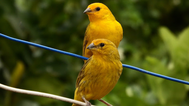 Ternak Burung Kenari, Beternak Burung, Peternakan, Cara mengobati burung kenari yang sakit, Cara mencegah agar burung kenari tidak mudah sakit, tips mudah memelihara burung kenari, 