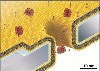 Nanopores