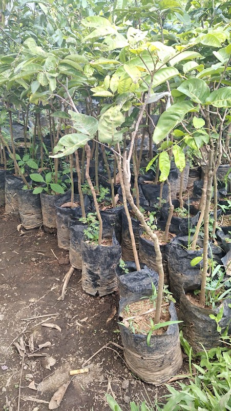 jual tanaman bibit kelengkeng aroma durian cepat buah jawa barat Jawa Barat