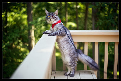 Stalone, the maine coon