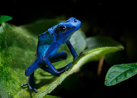 Fotografías de ranas venenosas by Michael Kern