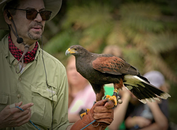 NYC Raptor Fest 2022