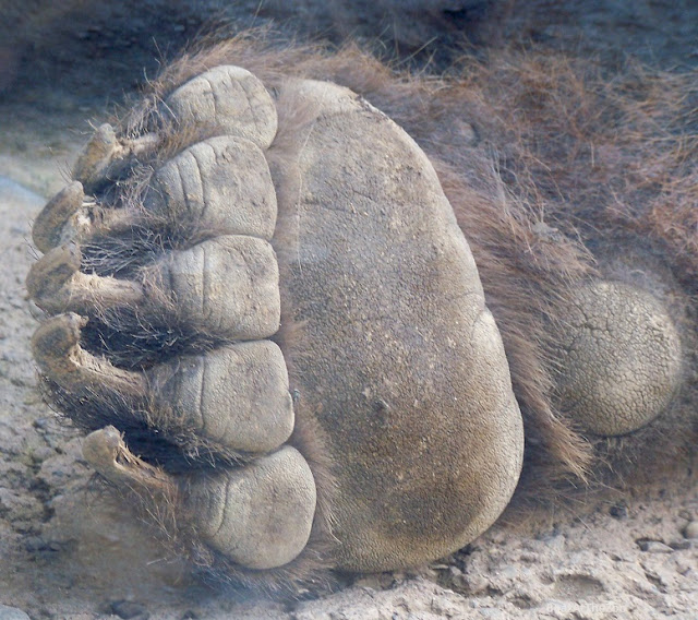 the bottom of a foot with a dark pad, five toes, and large claws; brown fur
