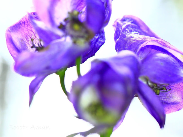 Aconitum japonicum