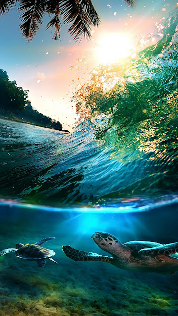 Wallpaper Android Pulau Laut Tropis HD Penyu