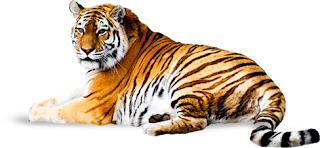 tiger_2