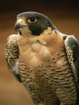 Foto Peregrine falcon (Elang Peregrine)