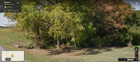 line of trees beside a creek