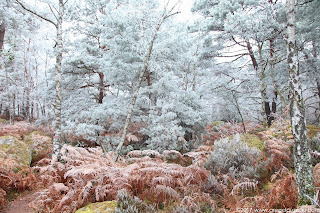 Réserve biologique dirigée du Cuvier, Fontainebleau