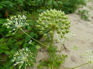 Aralia hispida - Aralie hispide - Salsepareille hispide