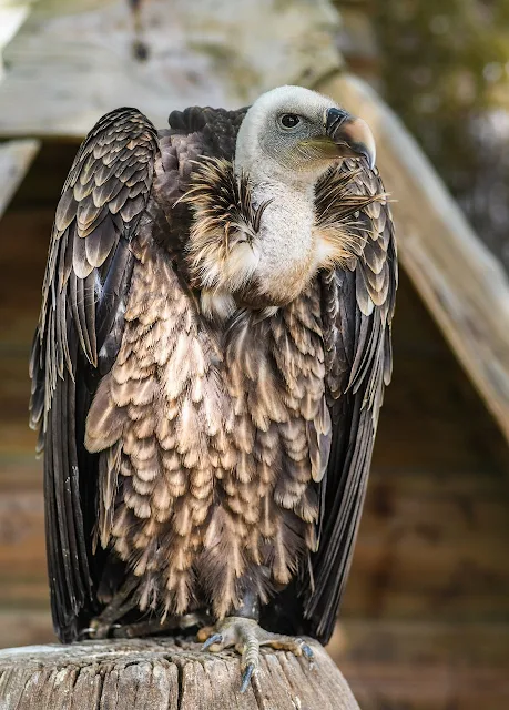vulture bird