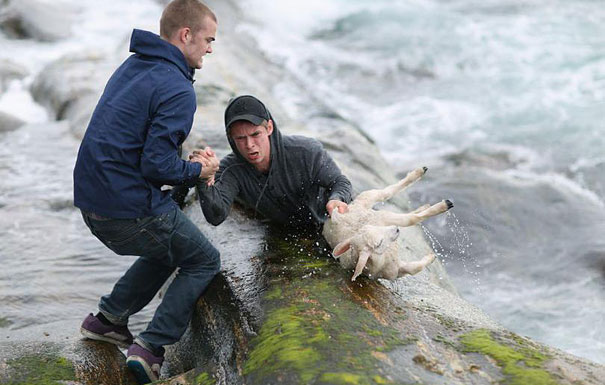 Two norwegian guys rescuing a baby lamb drowning in the ocean.