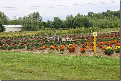 DTL Herbs