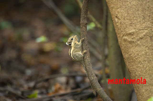 Western striped squirrels (Tamiops mcclellandii)