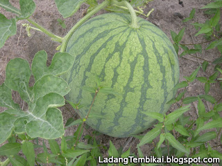 Ladang Tembikai Watermelon Farm Malaysia Coretan dan 