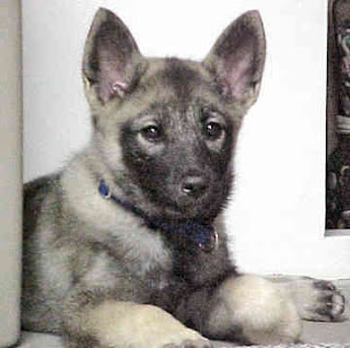 Norwegian Elkhound Dog Puppies