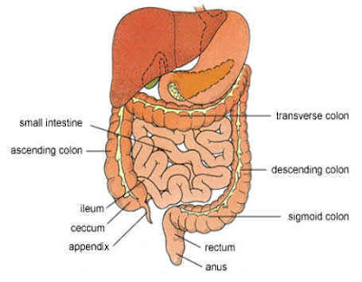 Digestive System