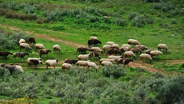 Σύνδεσμος Ελληνικής Κτηνοτροφίας: Να καταβληθεί  άμεσα και στο σύνολό της η ενίσχυση στους αιγοπροβατοτρόφους