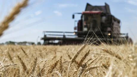 مصر مستعدة لإعادة تصدير القمح الروسي إذا أنشأت موسكو مركزًا لوجستيًا في منطقة قناة السويس