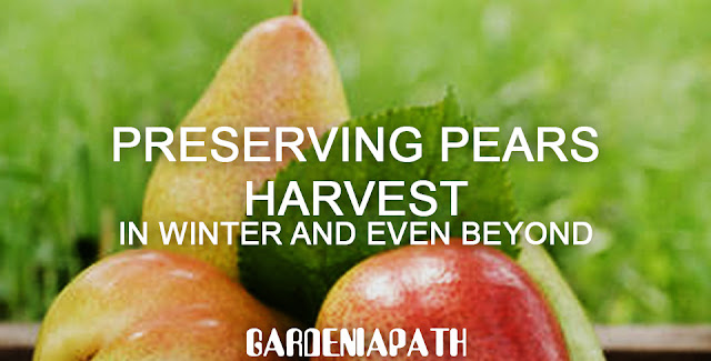 Preserving Pears Harvest In Winter And Even Beyond