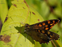 La maculada o mariposa de los muros (Pararge aegeria)