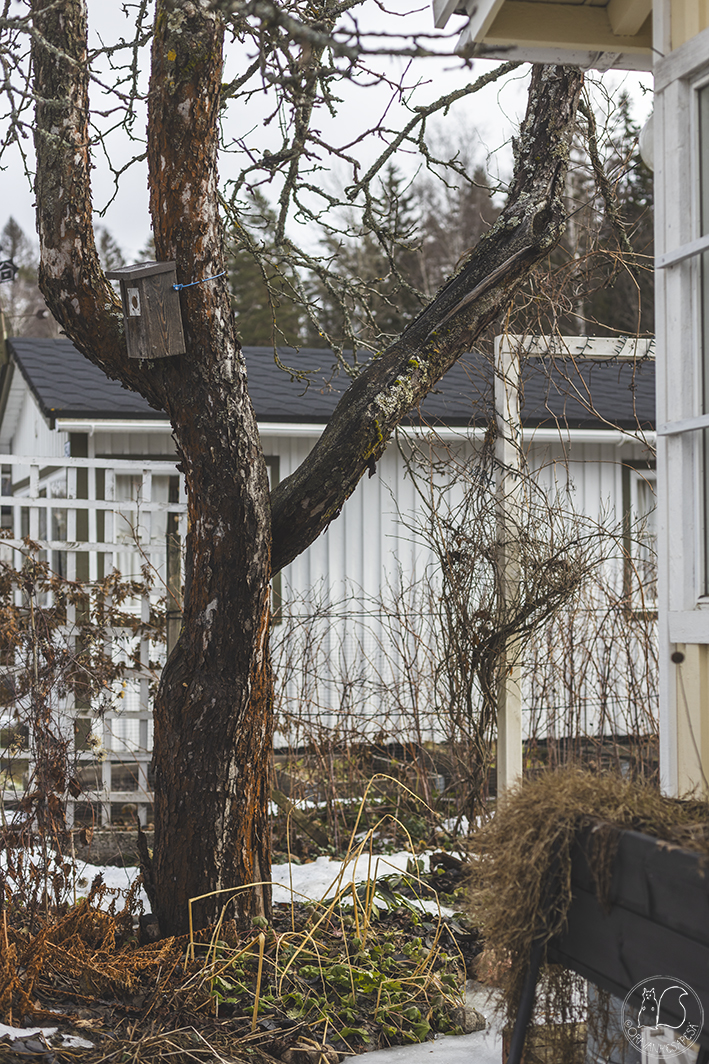 Omenapuun kaato – ennen.