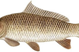 Common Carp (Cyprinus carpio)